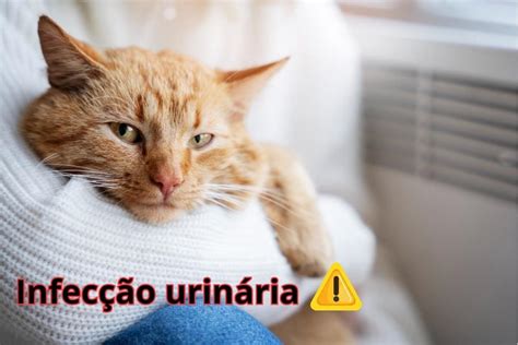infecção urinária em gatos - serie emily em paris